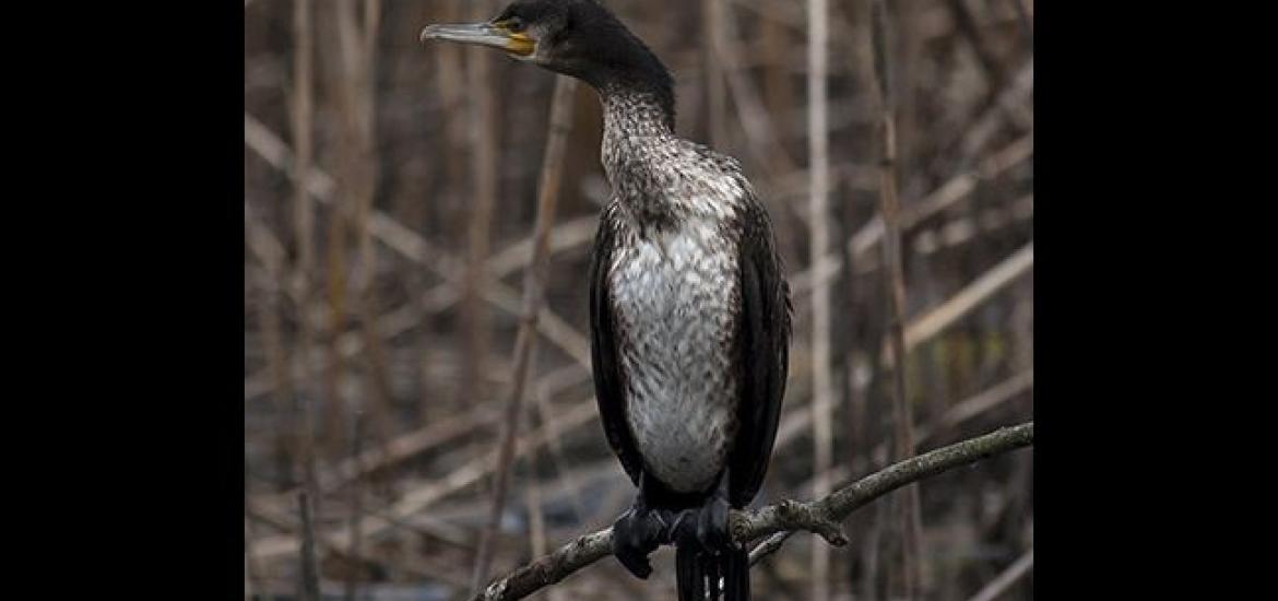 Cormorano