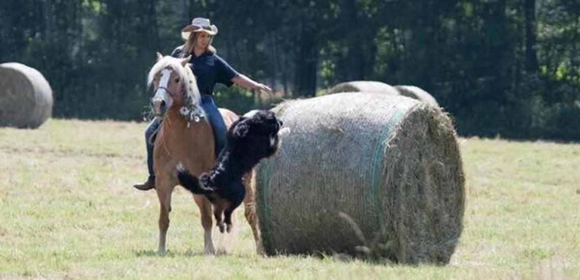 A cavallo per esplorare l'area. Al trotto in dolci colline, al galoppo nei prati