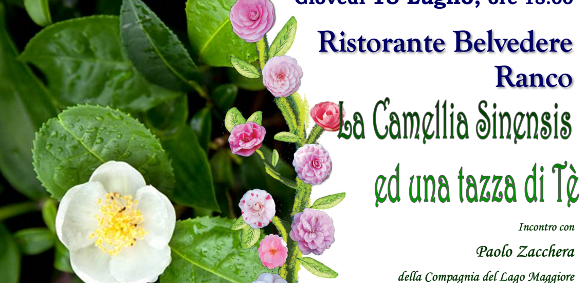 La Camellia Sinensis ed una tazza di Té - 15/07