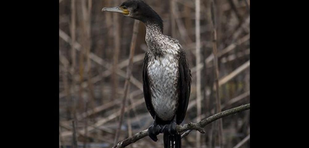 Cormorano
