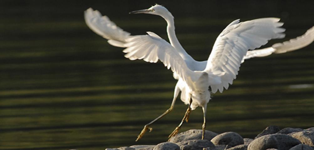 Airone bianco maggiore