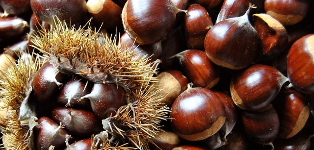 Castagnata a cura dell'Assoc Il Castellaccio