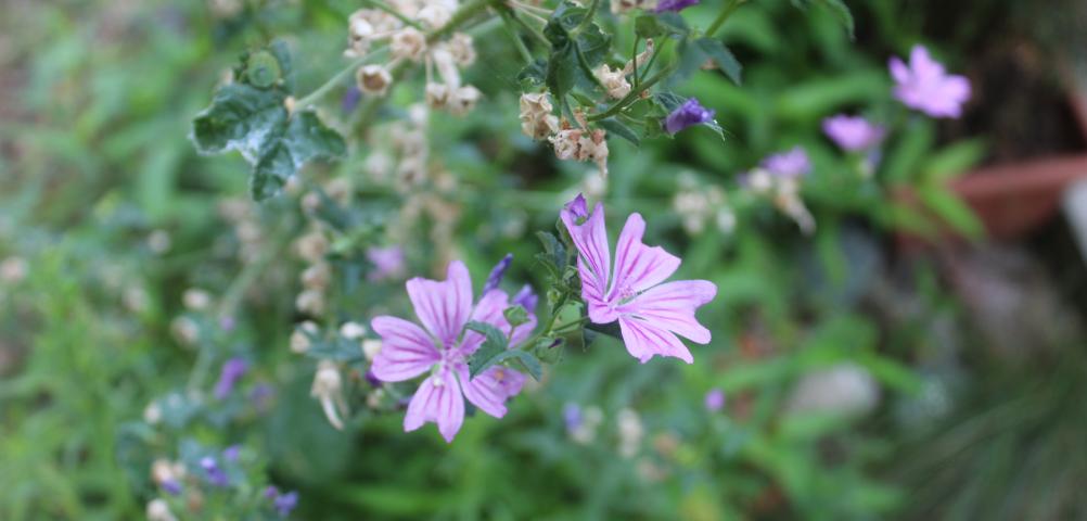 Il Racconto dei Fiori