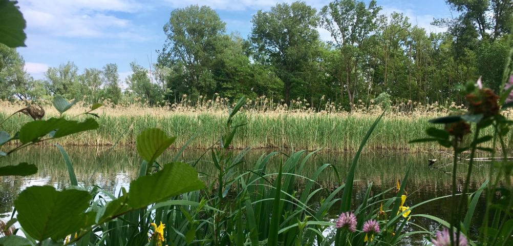 Oasi della Bruschera